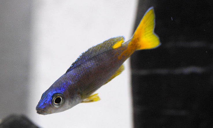 Cyprichromis leptosoma 'Malasa'